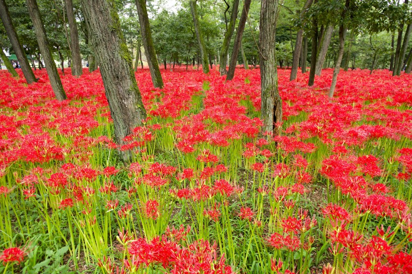 [生肖]7月，天喜星入宫姻缘归位，将邂逅平生挚爱，良缘可成的四大生肖