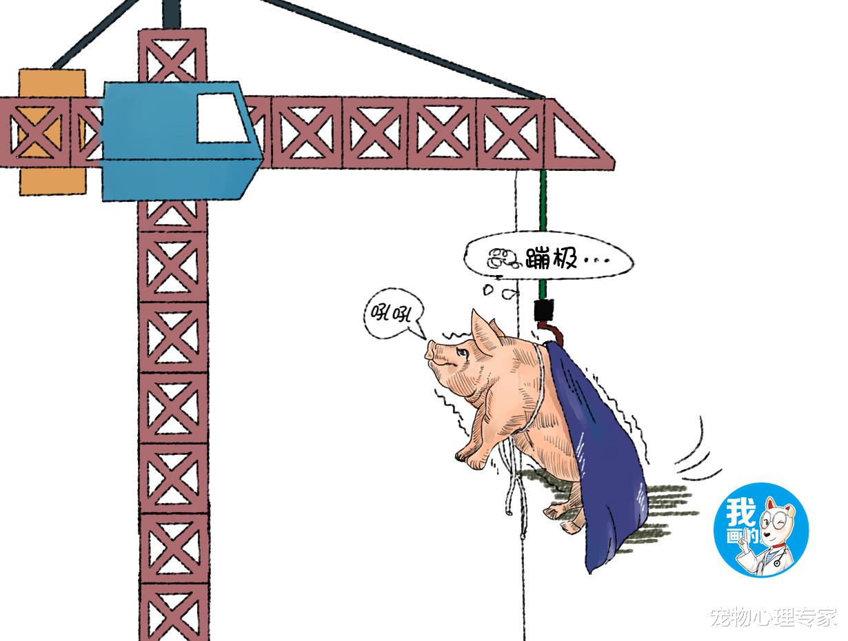 蹦极台上传来一阵叫声，随后竟丢下一只猪，大家一看直言是虐待