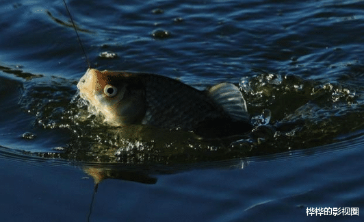 ■钓鱼时很多是挂到的，正口很少，是什么原因？