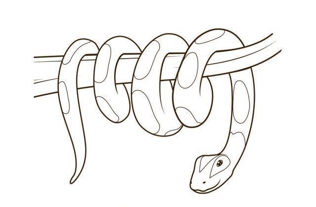古生物学|世界上最大的蛇是什么？有多大？