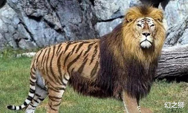 【隔离】自然法则不可违背,强行干预“生殖隔离”,或为生命不可承受之重