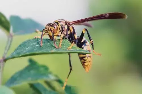 眼镜王蛇@世上最毒的5种生物，眼镜王蛇榜上无名，最后一种咬一口救不回