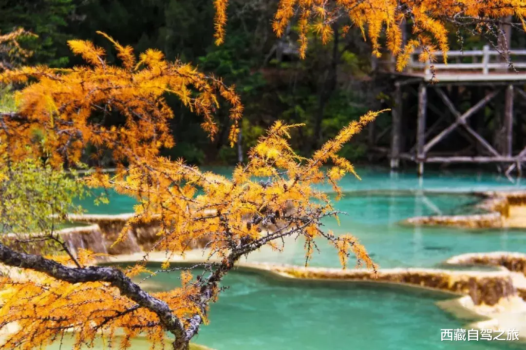若尔盖|景 | 再过一个月，来看世间醉美的秋天！