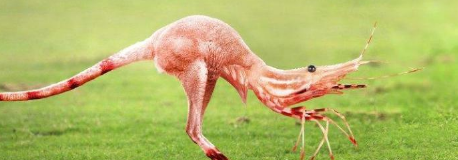 鳄鱼@把不同的物种进行杂交，会变成什么样？哈哈哈哈，这也太奇怪了吧！