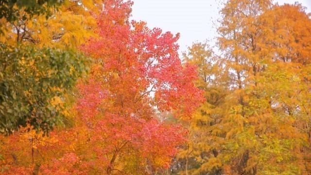 旅行|枫叶红了！武汉4个最佳红叶观赏地，你去过哪几个？