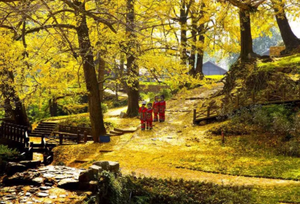 贵州旅游|贵州旅游|周边游，11月初的妥乐迎来最美时刻，现在赶紧出发！