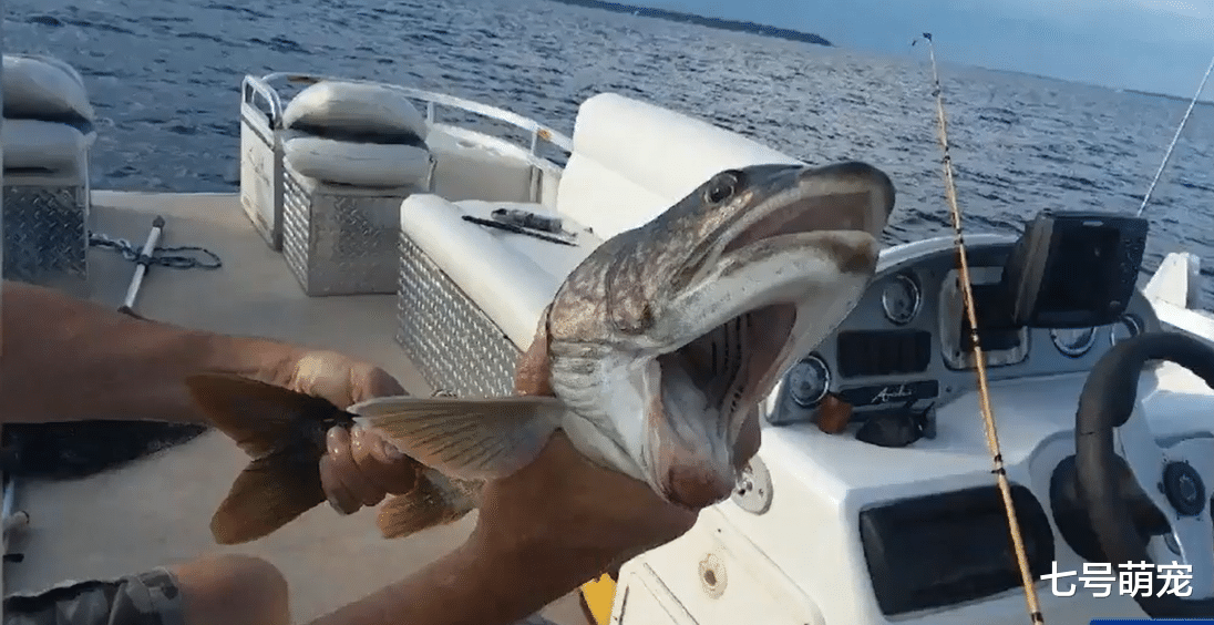『』男子在湖里钓鱼，鱼钩一沉以为是大家伙，上钩一看不知所措！
