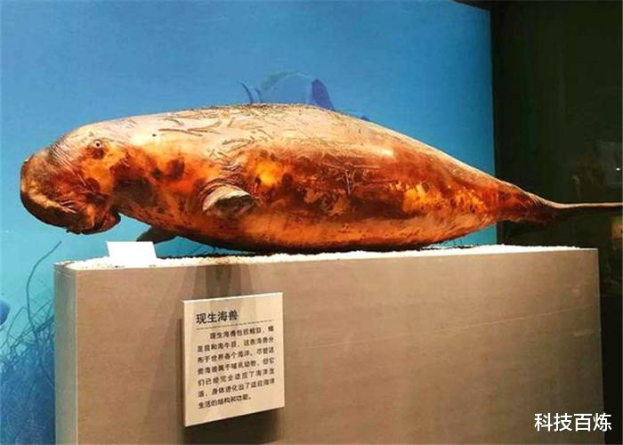 |美人鱼到底存不存在？中国在40年前围捕到的未知生物到底是什么？