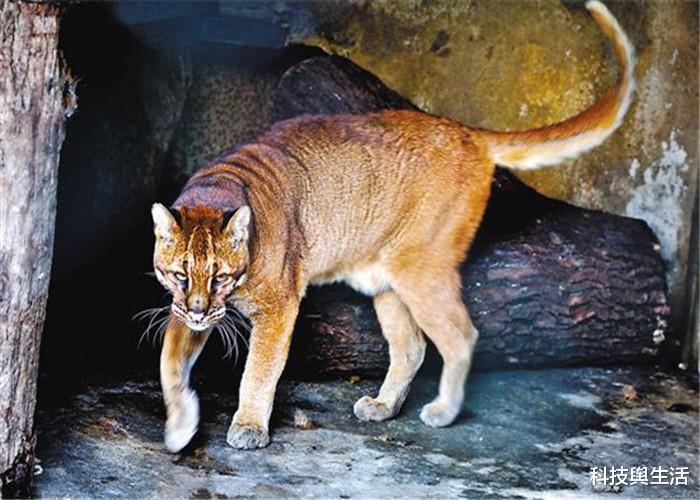 【老虎】被老虎视作仇敌的猛兽，杀伤力不是盖的，见过的人寥寥无几！