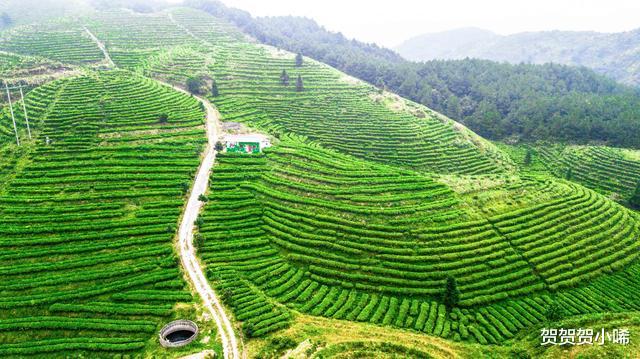 [贵州]贵州有个“漂浮”在云间的千亩茶园，景美如仙境，知道的人极少！