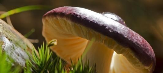 运势|独立豁达,纯净高贵的星座女,很多人只能观望,偷偷迷恋