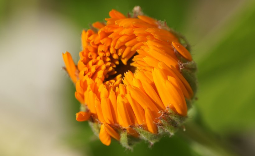 生肖|10月，月老牵姻缘线，命中红鸾星涌动，喜结良缘上上签的四大生肖