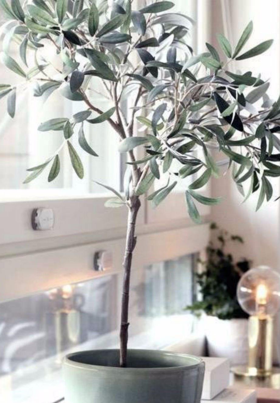 ▲霸气的室内观赏树，可长到屋顶，用大花盆种，养客厅特有格调