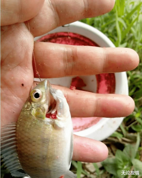 太阳鱼：并不是所有鱼都要“留大放小”，钓到这几种鱼，再小也别放回去