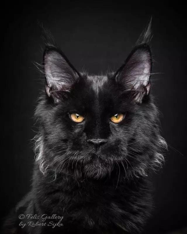 这个奇怪的帅哥，专拍世界上最威武强壮的猫！