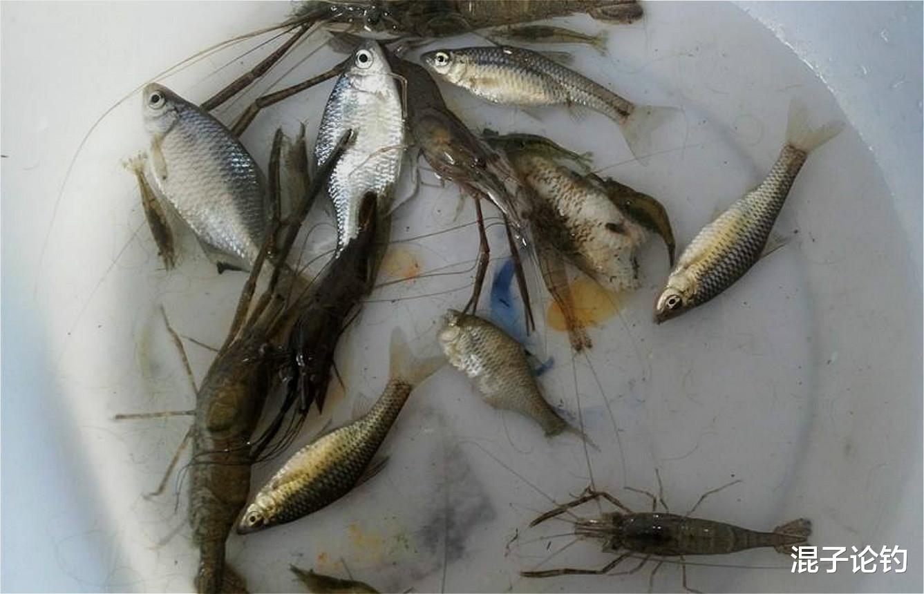 ■跟朋友一起钓黄颡鱼，他用蚯蚓我用它，鱼获是他的几倍
