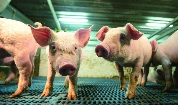 牧原股份|中国“养猪大户”闷声发财，9个月卖出1188万头，1天净赚超1亿