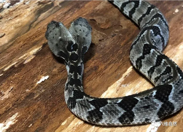 「响尾蛇」新泽西州发现一条变异响尾蛇,两蛇头四蛇眼,两蛇头会听哪一个?