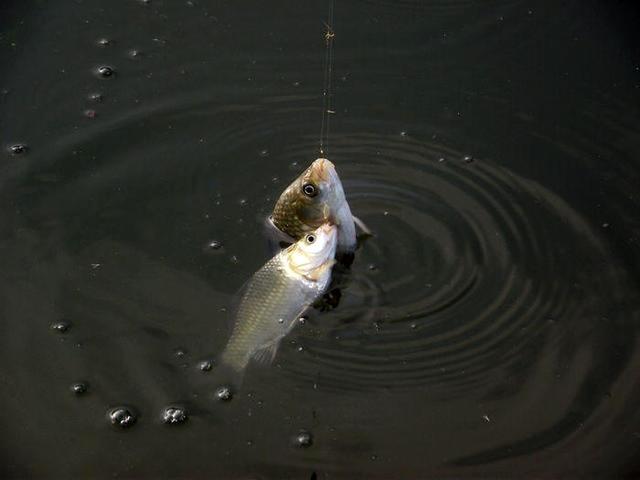 ▲别学什么“调四钓二”，一句话能解释调漂精髓，大师们搞复杂了