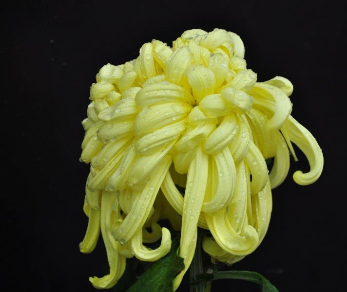 「吉星」4月开始吉星助运，喜鹊报喜，财神送旺财，再不缺钱花的四属相