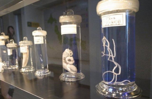 木乃伊|全球最另类博物馆，收藏寄生虫，粪便都不算啥，最后两个太残忍