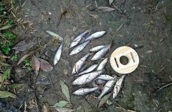 []钓友求助，小杂鱼闹窝怎么办？五种方法，只等大鱼进窝