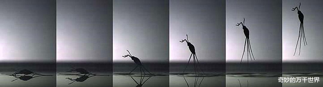 长征五号|以每秒数百倍体长的速度“奔跑”,它是唯一能在远海生存的昆虫