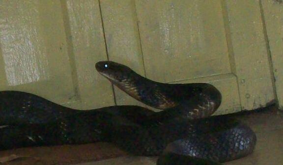 眼镜王蛇@世上最大最强悍毒蛇, 那必须是眼镜王蛇!