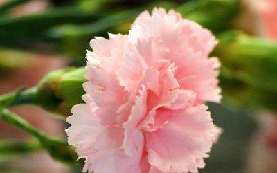 运势|8月下旬喜从天降！接喜接福3生肖财源广进兴家旺宅，运势长旺不衰