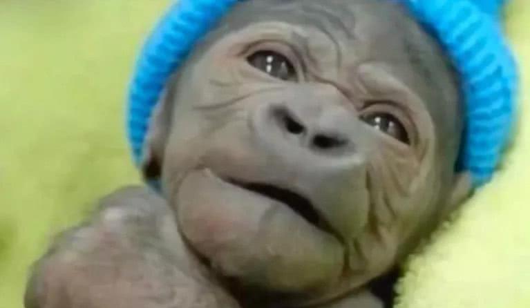 黑猩猩▲那只与人类婴儿一起长大认为自己是人类的黑猩猩，结局却成这样！