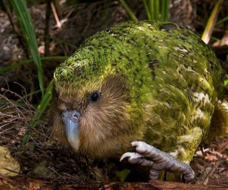 鹦鹉|90岁还不会飞,把自己玩的剩120只,鸮鹦鹉靠“蠢”变成濒危