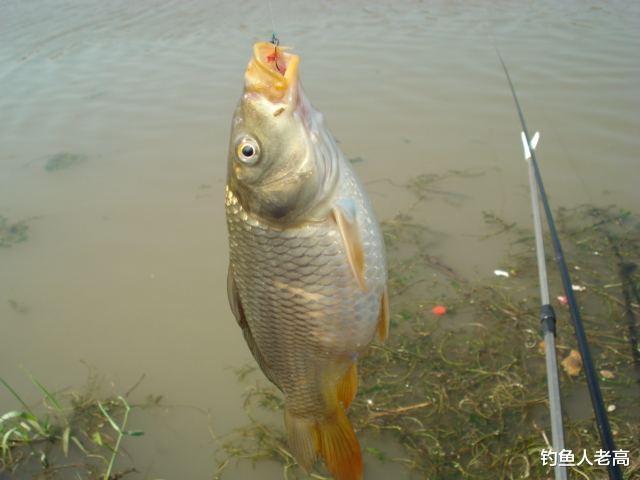 玉米|别人钓鱼花钱，他摸索出一款酒泡玉米饵，却挣了不少零花钱！
