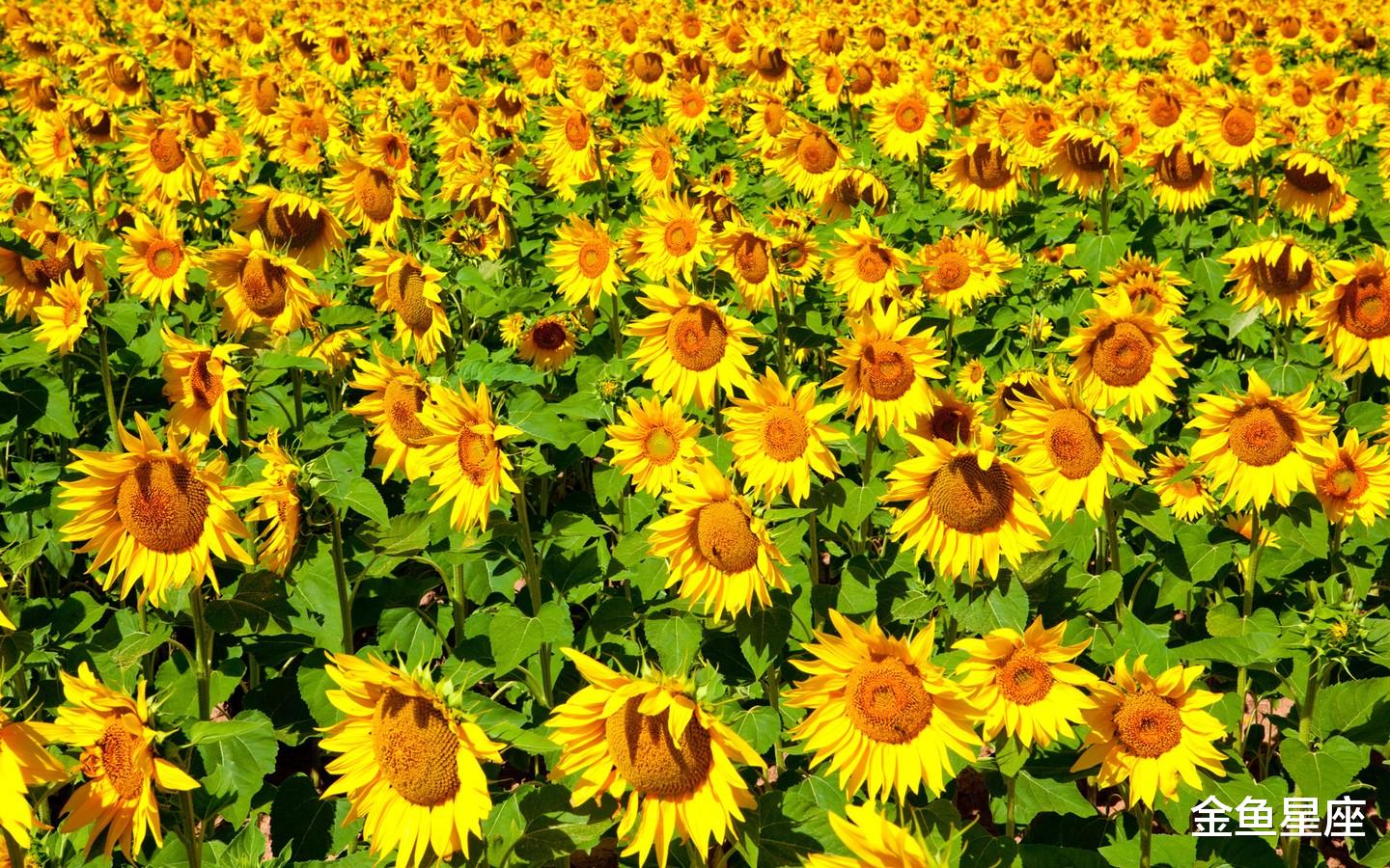 『霉运』未来7天3生肖,下半年霉运消散,贵人帮喜笑颜开