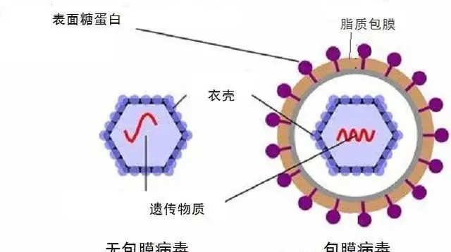 科学家|俄罗斯科学家发现新冠病毒新弱点，室温水能杀死新冠病毒？