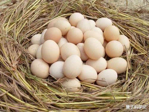 【鸡蛋】母鸡为什么和公鸡不交配就能产蛋？那公鸡存在的作用是什么？