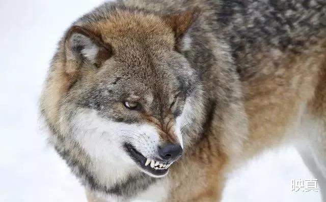 映真|俄罗斯大叔驯养群狼被认狼王，捕猎后让大叔先吃，有母狼对其倾心