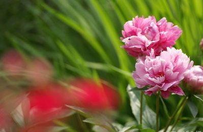 生肖|下周起，大运、贵人找上门，4生肖处处讨人喜，好日子躲不掉