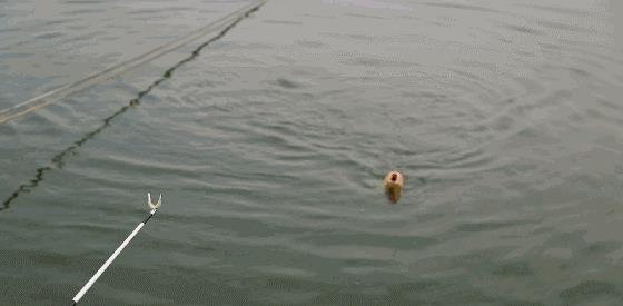 「」按照春季的模式钓夏季的鱼，已经行不通了！