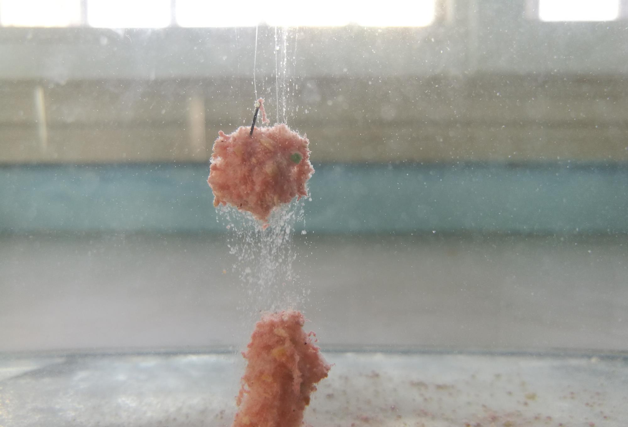 ##钓鱼饵料,是味型更重要还是状态更重要?