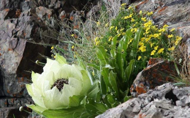 食材|3种实际上很便宜，但是却被误导成很贵的食材，有的甚至被神话！
