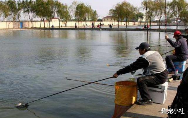 |好心人钓鱼,被曾经投喂的流浪猫拖家带口围观,大叔:有点尴尬