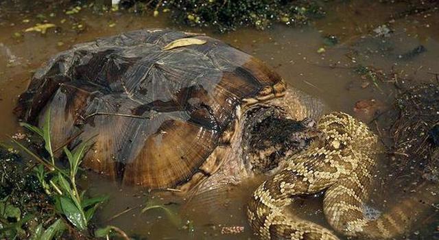「」这种北美掠食者正在我国水域“到处祸害”，凶猛胆大，甚至不怕人