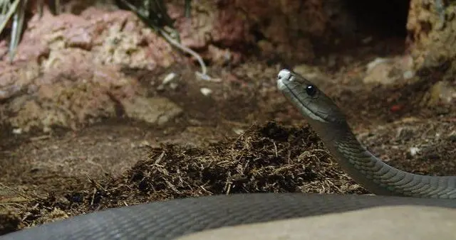 「蜘蛛」细数全世界十大剧毒的动物! 第一很艳丽, 第九却是难得的美食