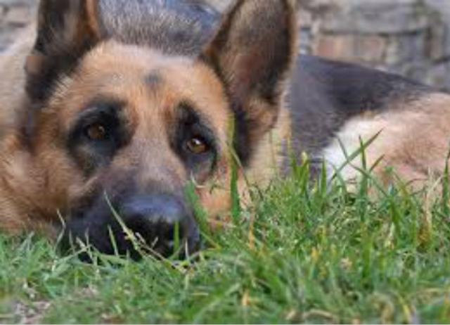 主人要搬家去外地，将狗狗卖给别人，隔了两天狗狗自己跑回来了