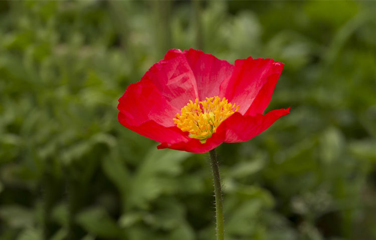 生肖@天生“交际花”的4大生肖,五湖四海皆朋友,贵人助力事业旺!