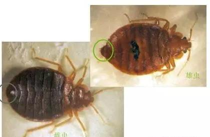 ：臭虫生物特性与危害