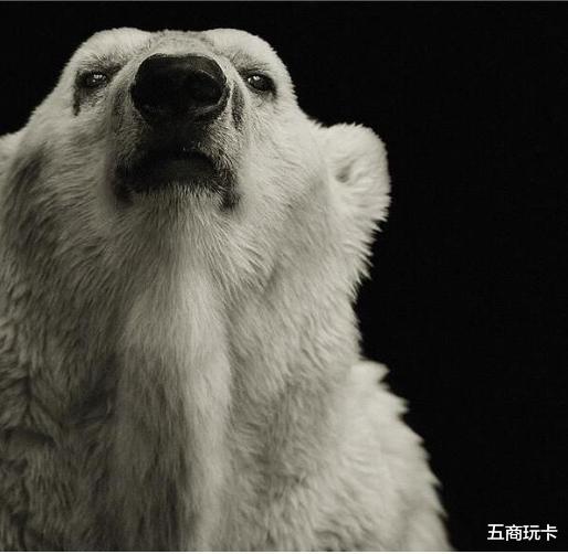 华为|华为从美国彻底撤资，任正非转投北极熊，网友：早该如此
