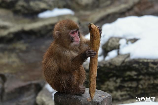 马力|9月中旬，3属相马力全开，事业、财运更上一层楼，收入翻番