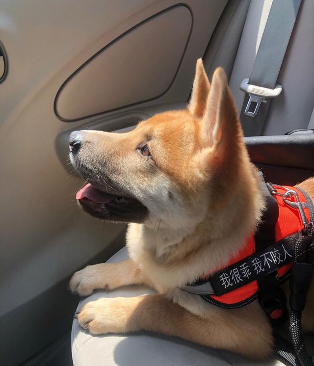 领养了一只假柴犬，但最后还是宠成了小可爱！