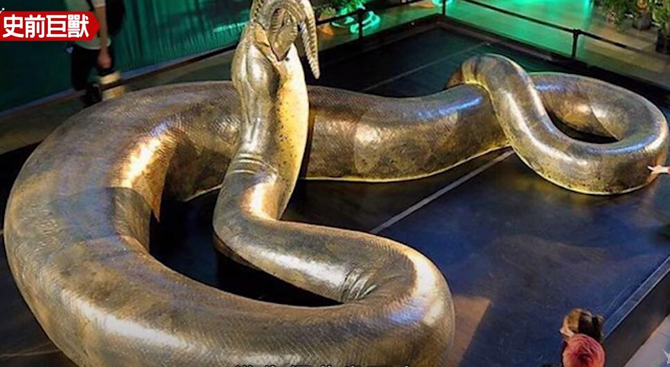 恐龙|史前超级巨兽，曾经各霸一方的食物链顶端猎食者！